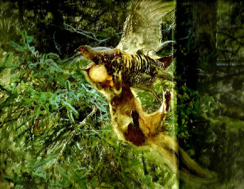 bruno liljefors barrskog med skogsmard anfallande en orrhona